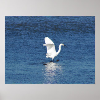 Egret Photo Poster