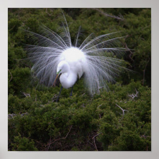 Egret Photo Poster