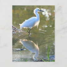 Egret postcard