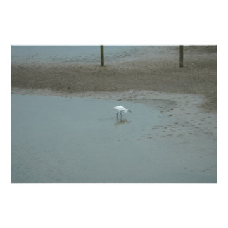 Egret Wading Photo Print