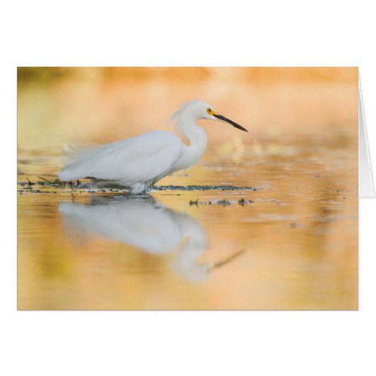 Egret when the sun is setting cards (Front Horizontal)
