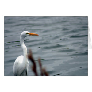 Egret (white heron) standing at waters edge card
