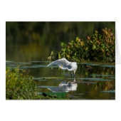 Egret Wing Exam (Front Horizontal)