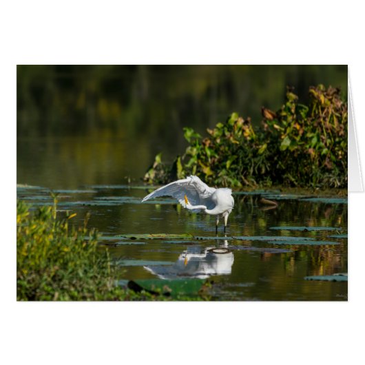 Egret Wing Exam Cards (Front Horizontal)