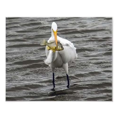 Egret With Lunch Photo Print
