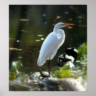 Egret with Turtles Poster