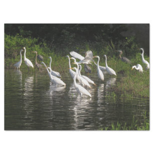 Egrets & Heron Birds Wildlife Animal Tissue Paper