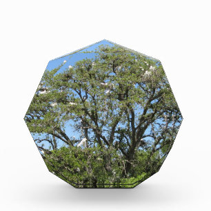 Egrets in a Tree Award