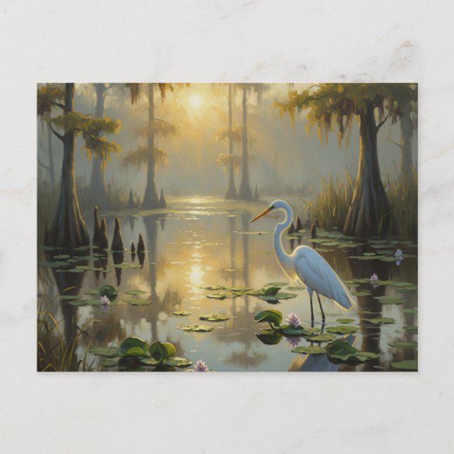 Egrets in Everglades National Park Morning Postcard (Front)