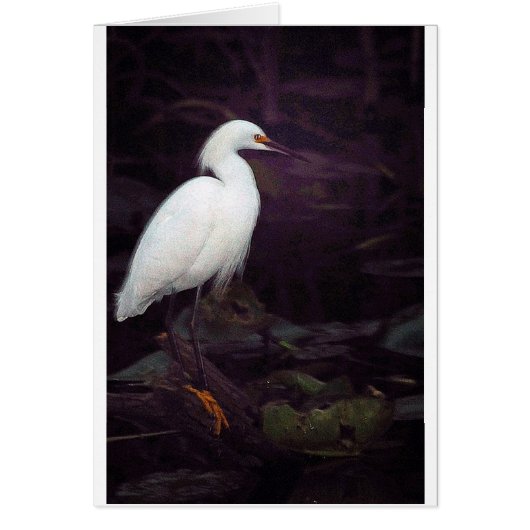 Egrets? I've had a few... Cards (Front)