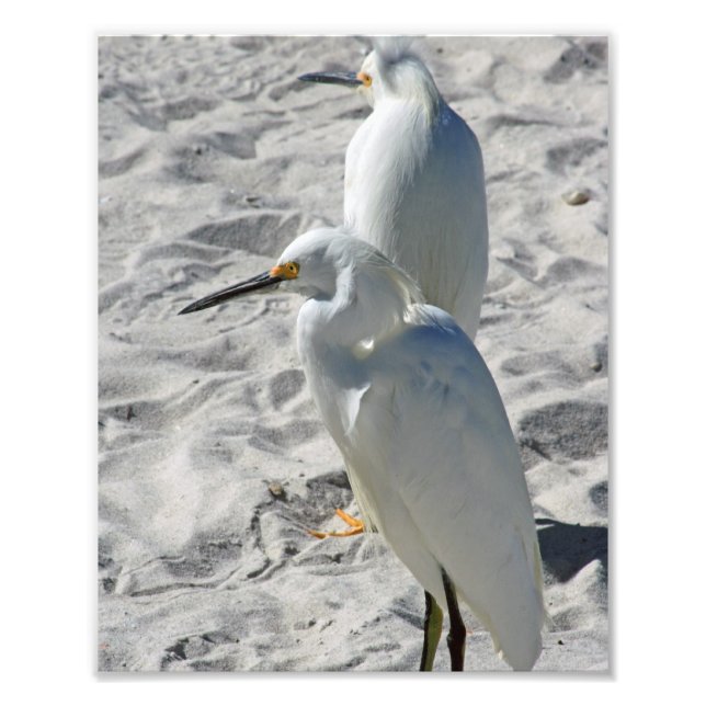 Egrets on Beach Photo Print (Front)