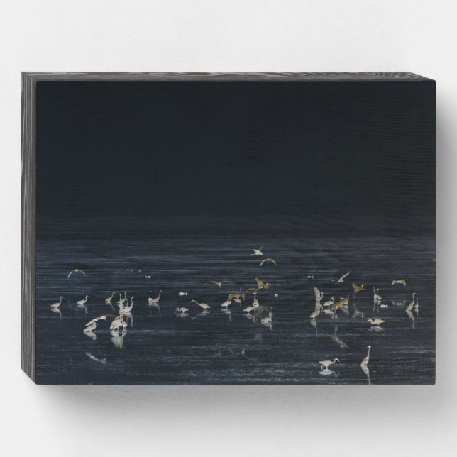 Egrets On The Midnight Blue Ocean Wooden Box Sign (Front Horizontal)