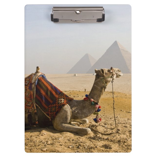 Egypt, Cairo. A lone camel Clipboard (Front)