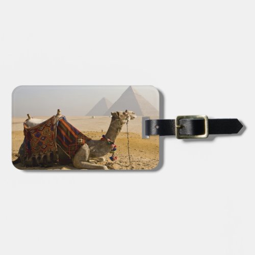 Egypt Cairo A lone camel gazes across the Luggage Tag