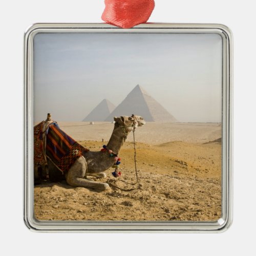 Egypt Cairo A lone camel gazes across the Metal Ornament