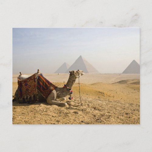 Egypt Cairo A lone camel gazes across the Postcard