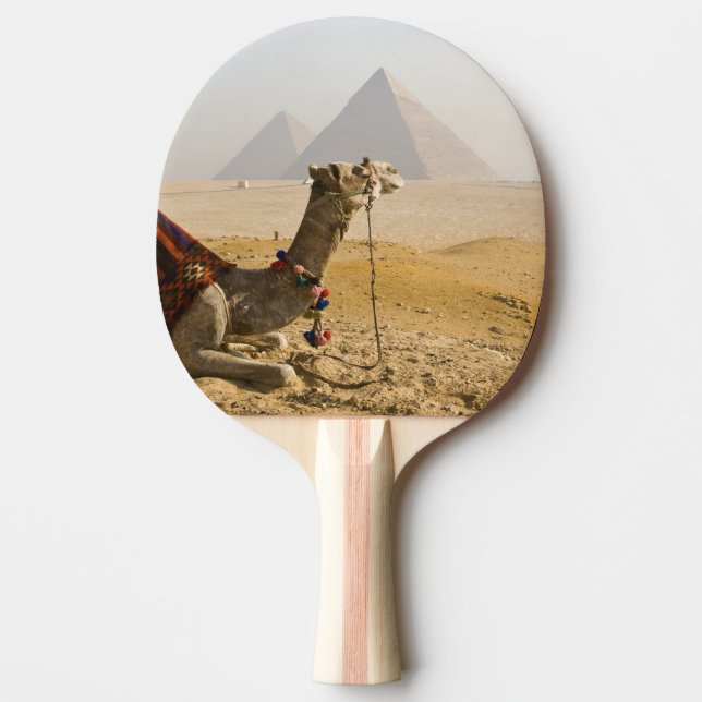 Egypt, Cairo. A lone camel Ping Pong Paddle (Front)