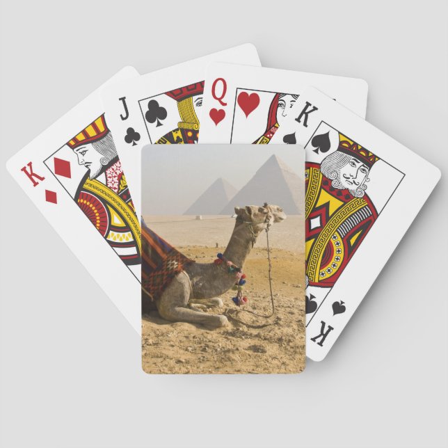 Egypt, Cairo. A lone camel Poker Cards (Back)