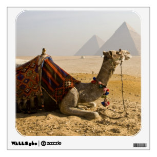 Egypt, Cairo. A lone camel Wall Decal