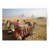 Egypt, Cairo. Resting camels (Front Horizontal)