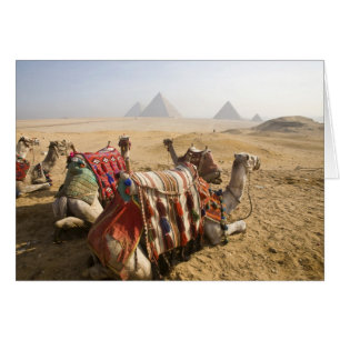 Egypt, Cairo. Resting camels