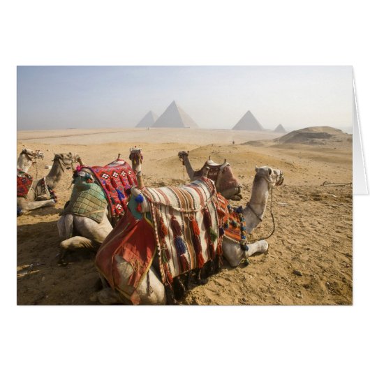 Egypt, Cairo. Resting camels Cards (Front Horizontal)