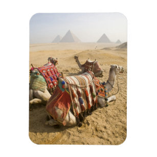 Egypt, Cairo. Resting camels gaze across the Magnet