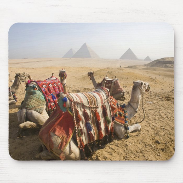Egypt, Cairo. Resting camels gaze across the Mouse Pads