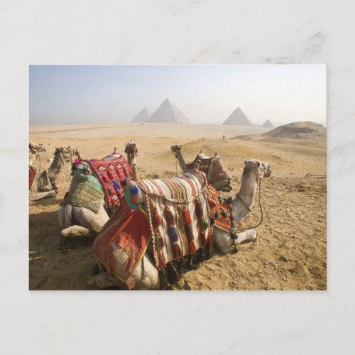 Egypt Cairo Resting camels gaze across the Postcard
