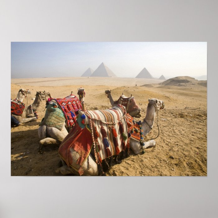Egypt, Cairo. Resting camels gaze across the Posters