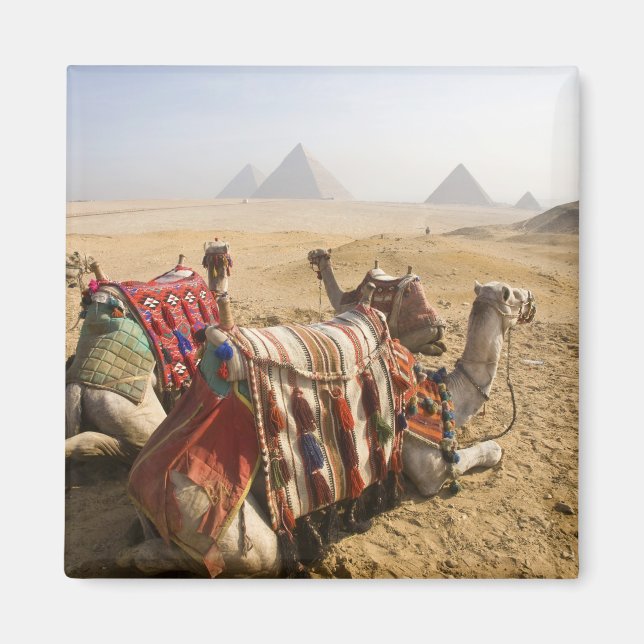 Egypt, Cairo. Resting camels Magnet (Front)