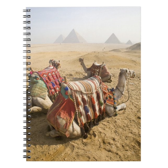 Egypt, Cairo. Resting camels Notebook (Front)