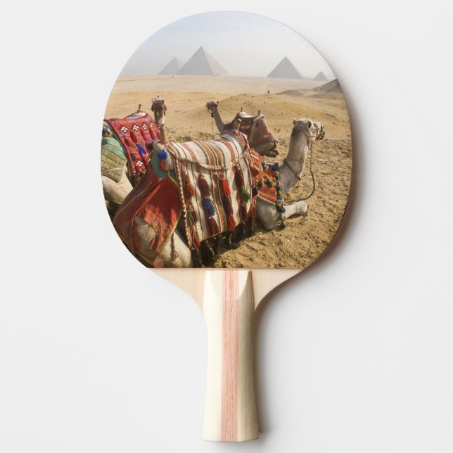 Egypt, Cairo. Resting camels Ping-Pong Paddle (Front)