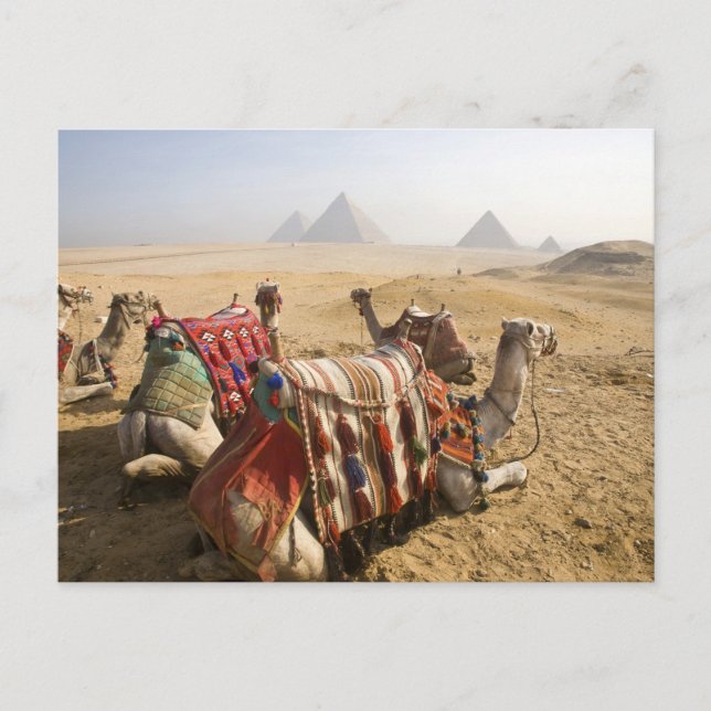 Egypt, Cairo. Resting camels Postcard (Front)