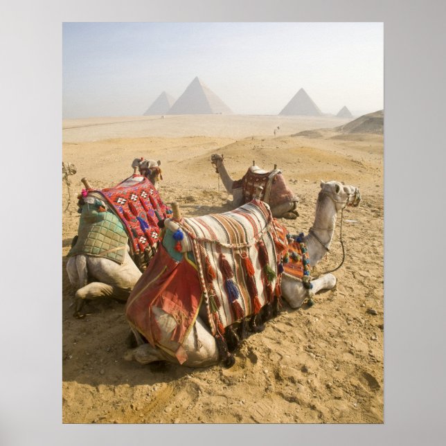 Egypt, Cairo. Resting camels Poster (Front)
