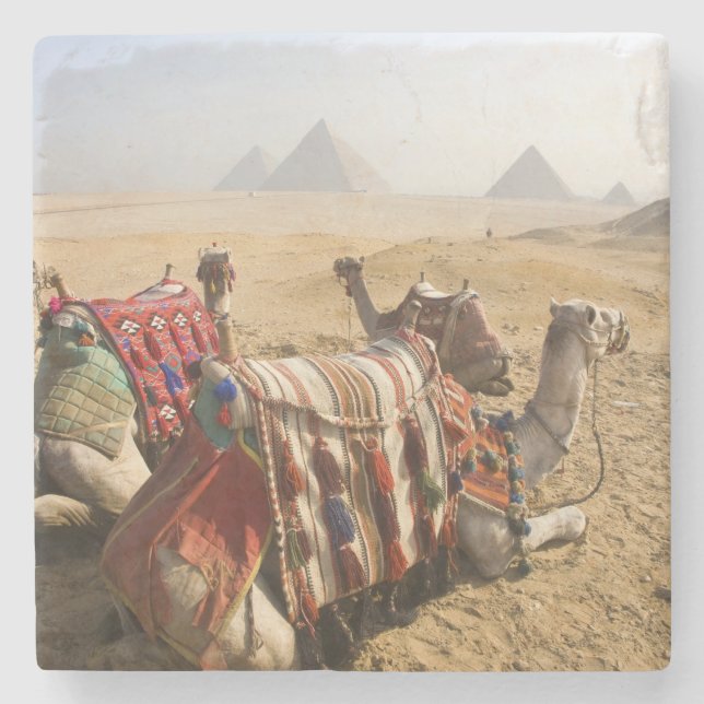Egypt, Cairo. Resting camels Stone Coaster (Front)