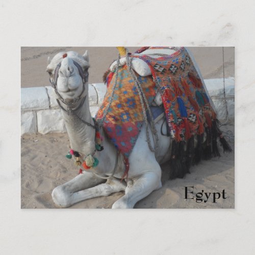 Egypt Camel Postcard