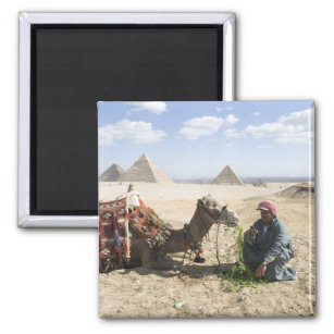 Egypt, Giza. Native man feeds his camel in Magnet
