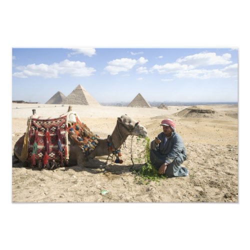 Egypt Giza Native man feeds his camel in Photo Print