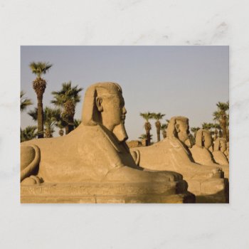 Egypt  Luxor. The Avenue Of Sphinxes Leads To Postcard by takemeaway at Zazzle
