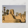 Egypt, Luxor. The Avenue of Sphinxes leads to Postcard