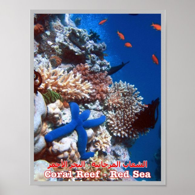 Egypt - Red Sea - Barrier Reef - Poster (Front)