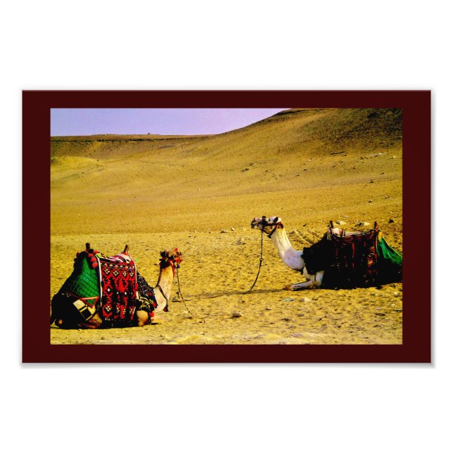 Egyptian Camels Photo Print (Front)