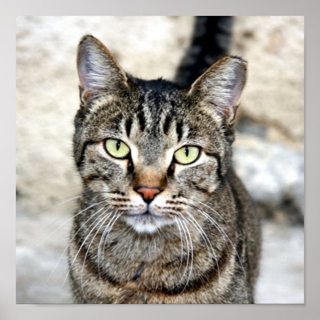 Egyptian Cat Poster (Front)