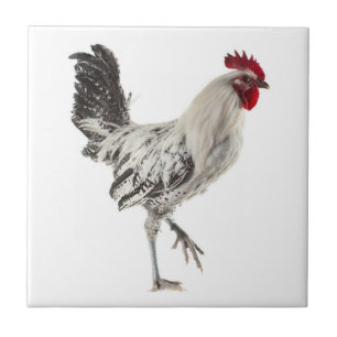 Egyptian Fayoumis Rooster Ceramic Tile