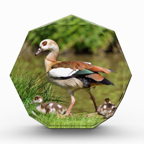 Egyptian Geese and chicks Acrylic Award