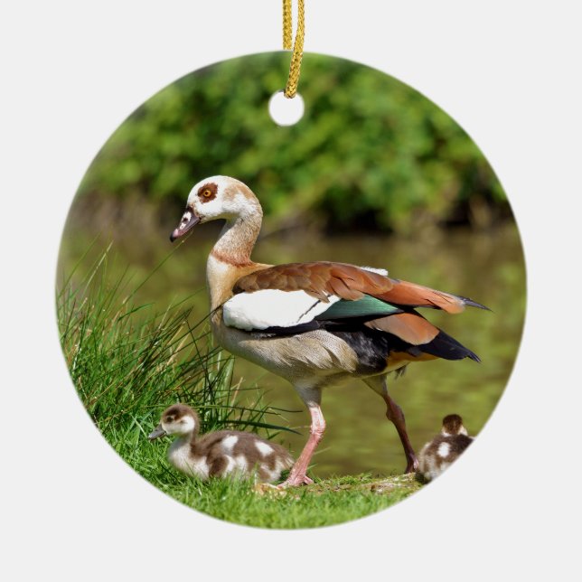 Egyptian Geese and chicks Ceramic Ornament (Front)