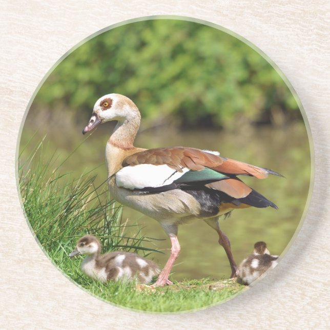 Egyptian Geese and chicks Coaster (Front)