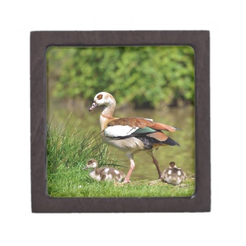 Egyptian Geese and chicks Gift Box