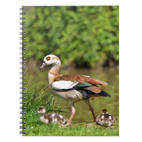 Egyptian Geese and chicks Notebook
